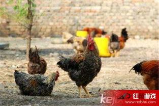 刁鸡视频,揭秘鸡的世界，趣味科普尽在其中