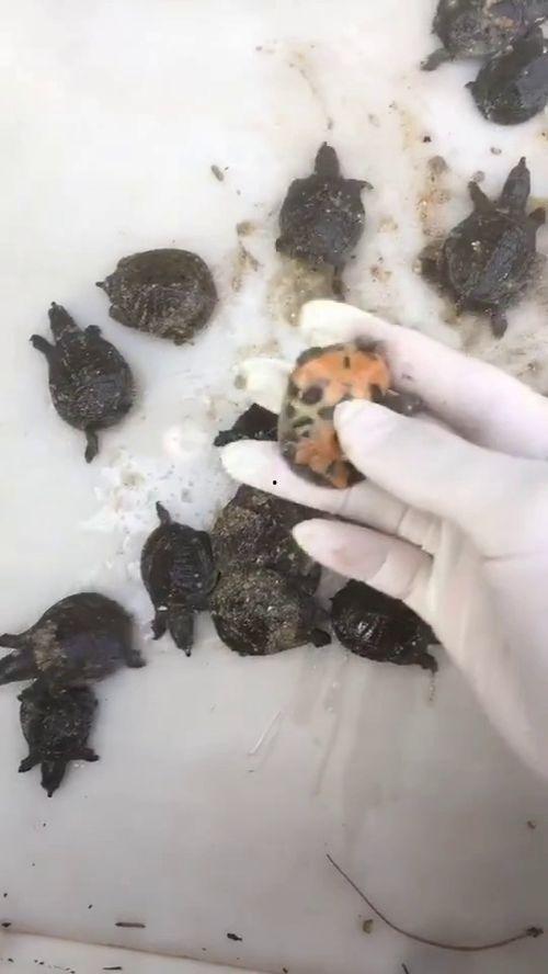 养小甲鱼视频,从孵化到成鱼全过程揭秘