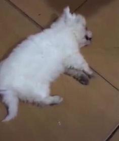 小狗被活活打死视频,小狗惨遭活活打死，引发社会广泛关注