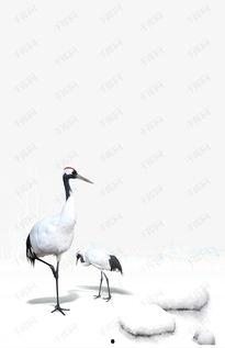 鹤走路视频,捕捉鹤步蹁跹之美